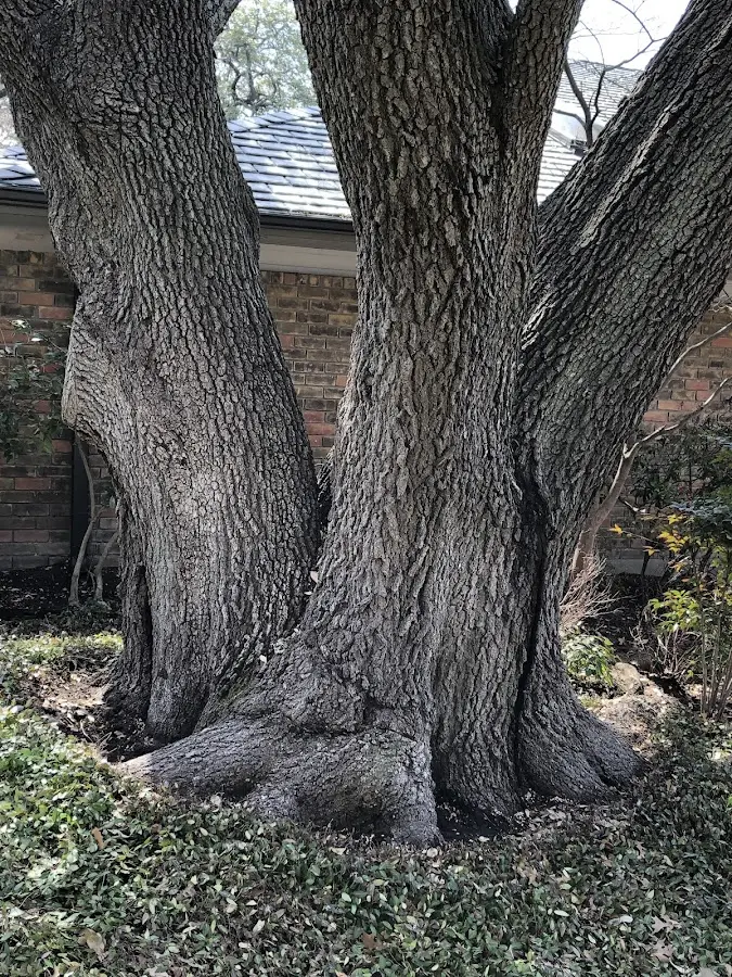 Mature heritage tree close to a Verona property cared for by certified arborists